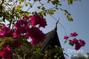 Flowers and Temple