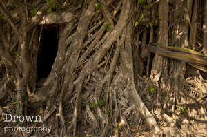 Root Shrine